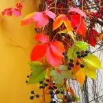 دانلود آهنگ هوای چشمم امشب ابره ابره “هوش مصنوعی ” از مهستی
